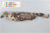 藏品(鳳頭蒼鷹)的圖片